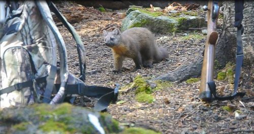 Pine-Marten-curiosity.jpg Pine-Marten-curiosity.jpg
