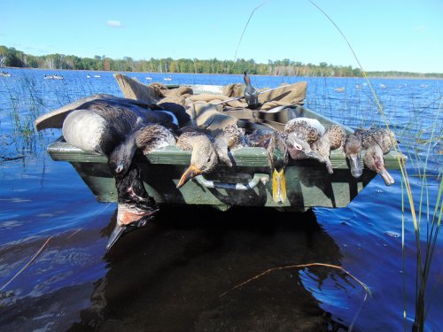 Ducks and Goose from Kreiner Lake.JPG