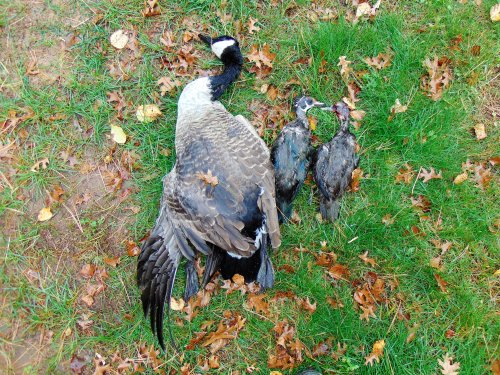 Ducks and Goose from Kreiner Lake (2) (1).JPG Ducks and Goose from Kreiner Lake (2) (1).JPG
