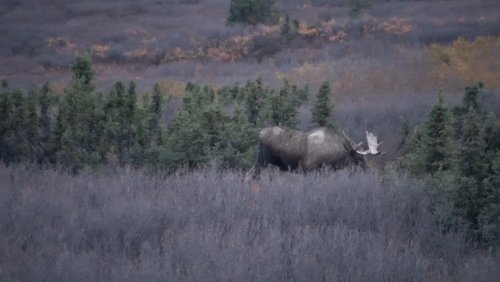 moose call 5.jpg