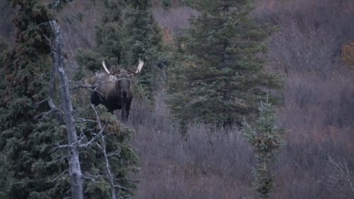 moose call 4.jpg