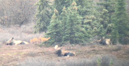 8 moose.jpg