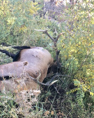 NM 2019 bull elk as fell.JPG NM 2019 bull elk as fell.JPG