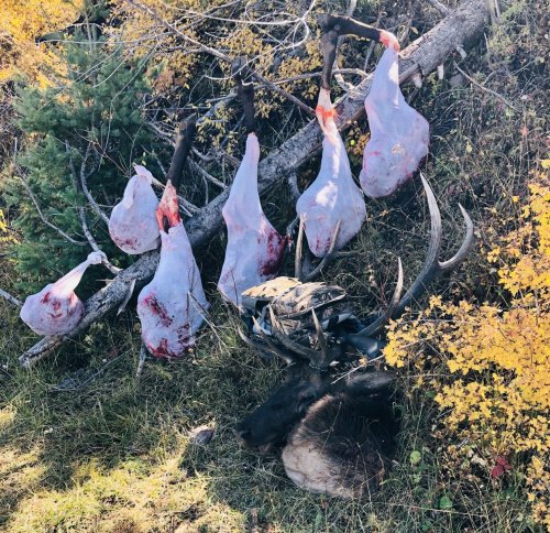 NM 2019 elk quarters.JPG NM 2019 elk quarters.JPG