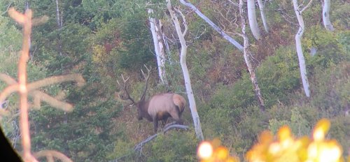 elk.jpg elk.jpg