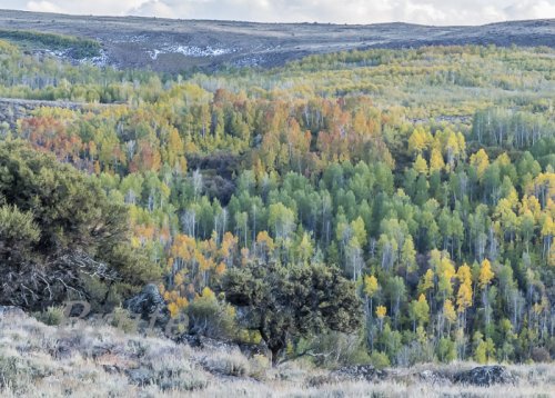 Steens Fall Colors  October 2019 a-2573.jpg