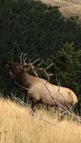 elk.jpg