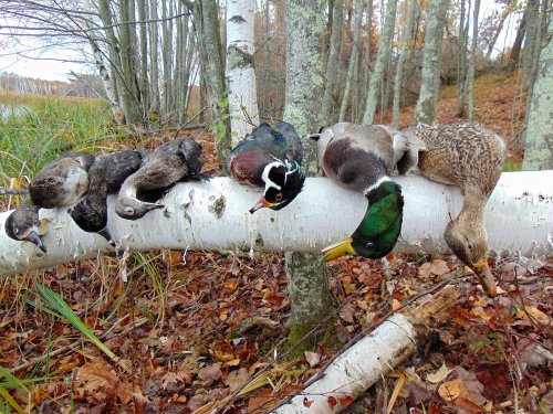 Ducks from Kreiner Lake.JPG