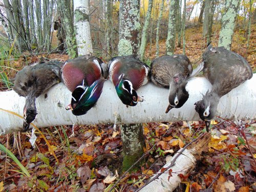 Wood Ducks from Kreiner Lake.JPG