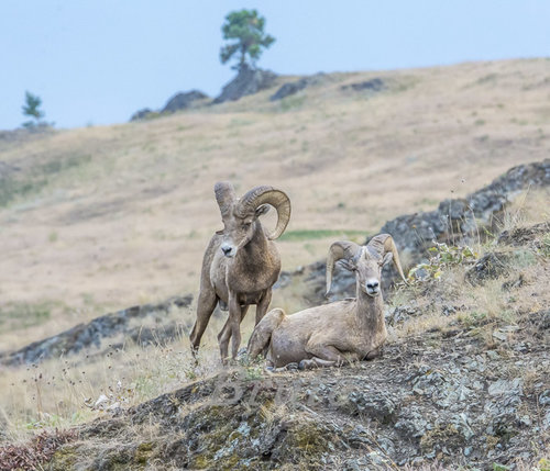 Sheep July 2015 a-5727.jpg