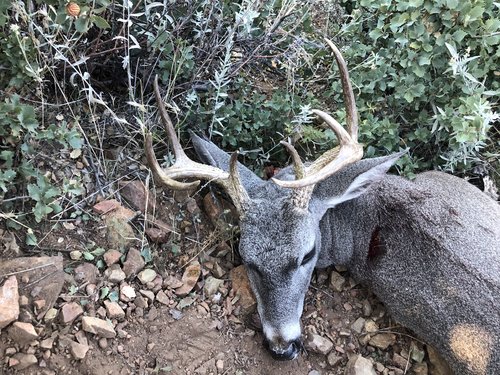 Coues on ground.jpg Coues on ground.jpg