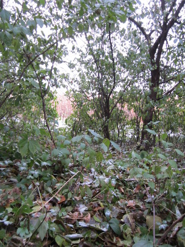 IMG_0753.JPG IMG_0753.JPG
