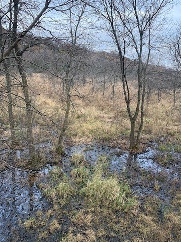 swamp1.jpg swamp1.jpg