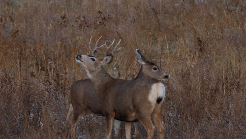 Muley Buck & Doe.jpg