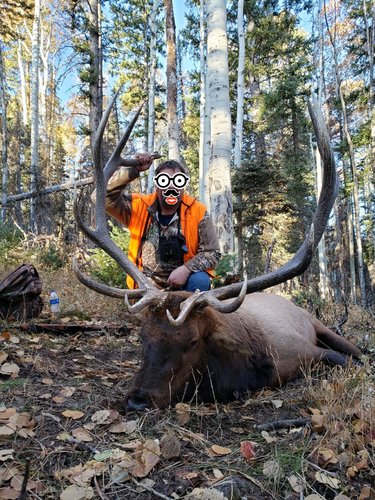 2019 - Oct - LC - CO Elk.jpg