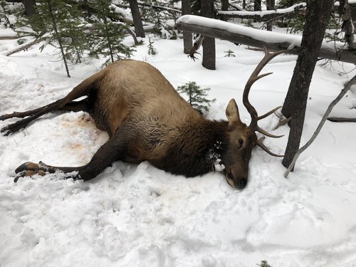 2019 Elk.jpg 2019 Elk.jpg