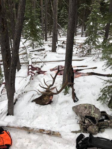 2019 Elk2.jpg 2019 Elk2.jpg