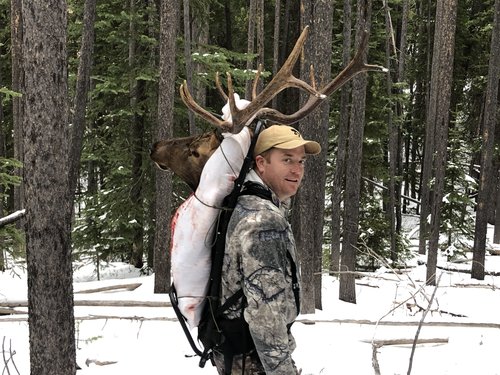 2019 Elk3.jpg 2019 Elk3.jpg