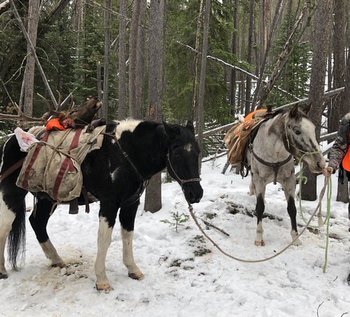 2019 Elk4.jpg 2019 Elk4.jpg