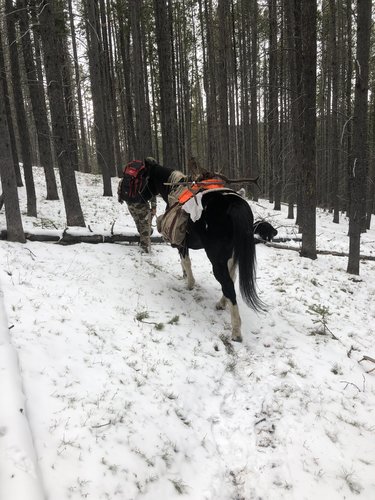2019 Elk5.jpg 2019 Elk5.jpg