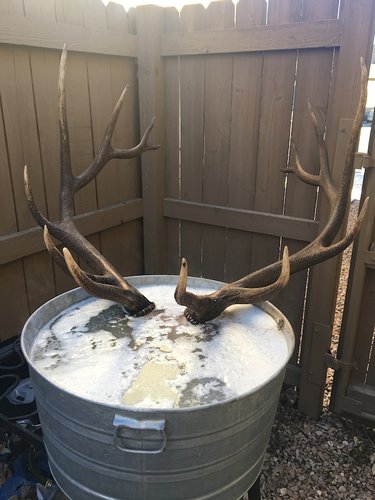 What Size Pot to Boil Deer Skull