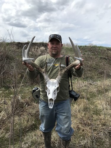 Whitetail Deadhead 2.jpg