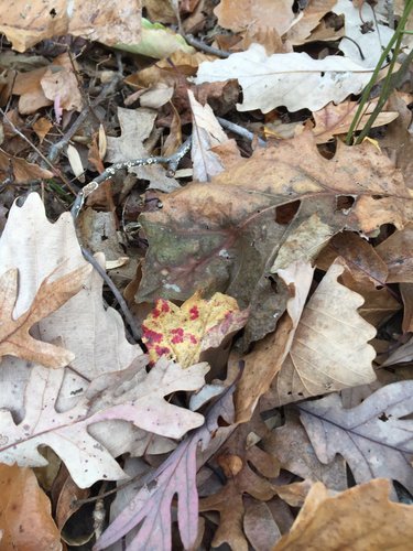 2B9D263E-81EA-4D51-BAE4-D3F3D9D12F17.jpeg 2B9D263E-81EA-4D51-BAE4-D3F3D9D12F17.jpeg