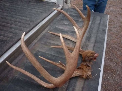 Deer Side 2-small.jpg