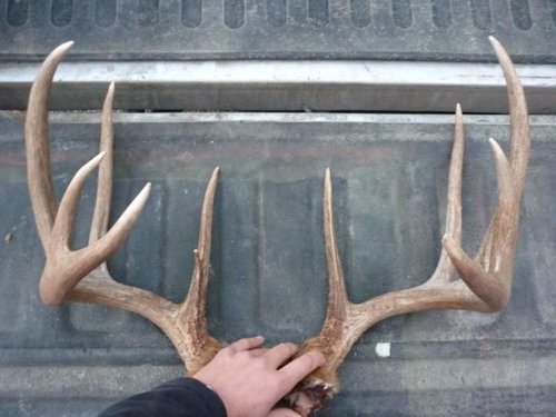 Deer Front 2-small.jpg