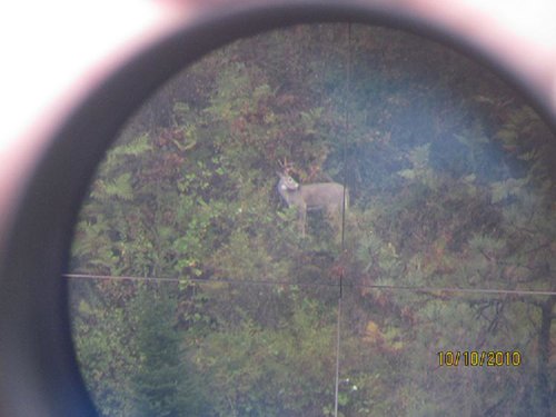 white tail in scope .JPG