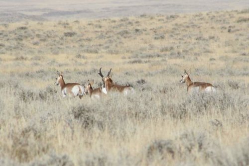 cropped Wyoming Antelope 014 [Desktop Resolution].jpg