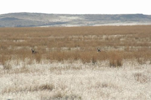 Wyoming Antelope 023 [Desktop Resolution].jpg