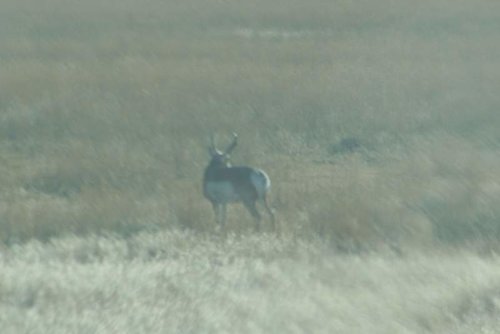 Wyoming Antelope 028 [Desktop Resolution].jpg