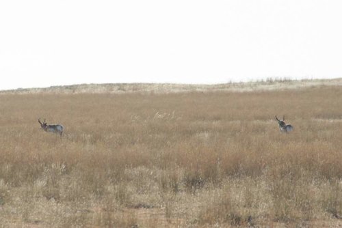 Wyoming Antelope 037 [Desktop Resolution].jpg