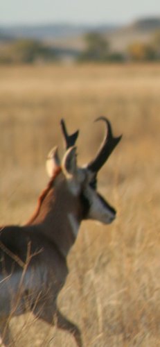 Wyoming Antelope 050 [Desktop Resolution].JPG