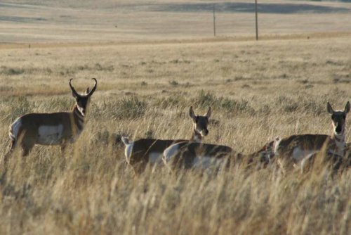Wyoming Antelope 041 [Desktop Resolution].jpg