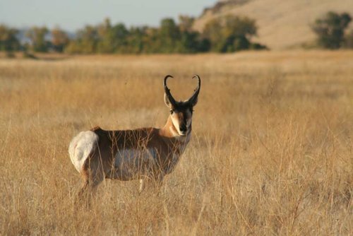 Wyoming Antelope 054 [Desktop Resolution].jpg