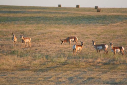 Wyoming Antelope 066 [Desktop Resolution].jpg