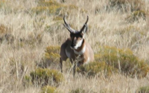 Cropped Wyoming Antelope 005 [Desktop Resolution].jpg