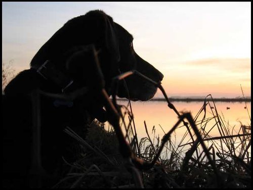 Tule Sunset.jpg