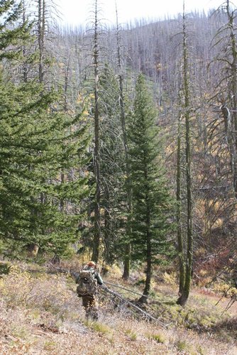 101022 IdahoDeer.jpg