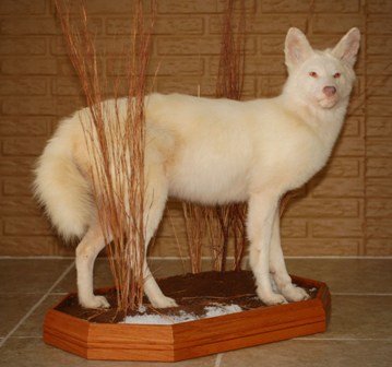 coyote albino.jpg