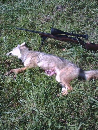 dead coyote.JPG