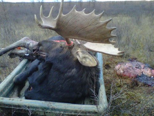 Moose hunt 2010 067.jpg