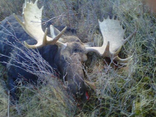 Moose hunt 2010 064.jpg