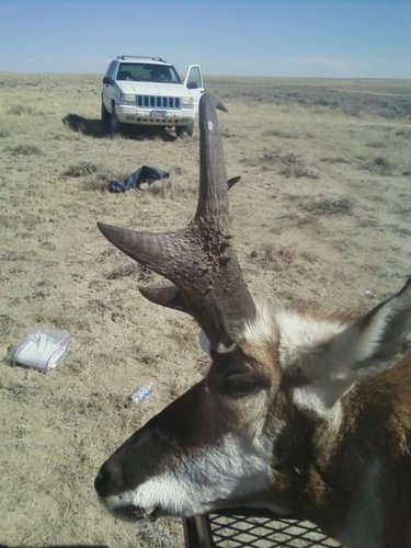 ferd's wyoming antelope.JPG