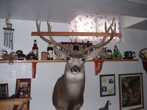 nicks deer.JPG