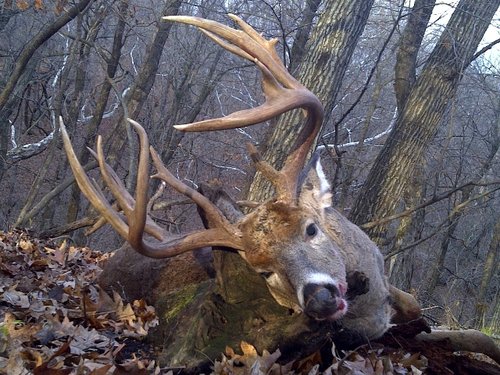 072 laying on log Sunset.JPG