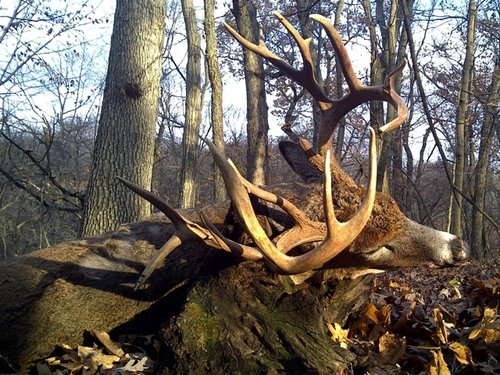 078 laying on log Sunset.JPG