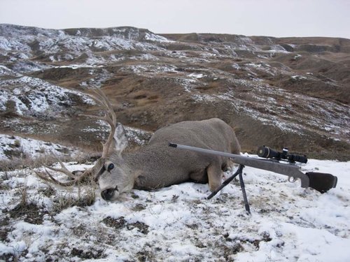 Muley10.jpg